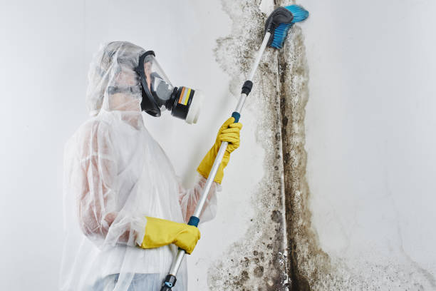 Reliable Brickerville, PA Mold Remediation Solutions